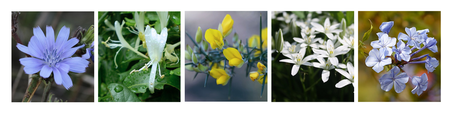 bandeaufleurs